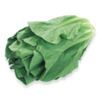Fresh Sleeved Romaine Lettuce Product Image