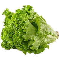 Variety Green Leaf Lettuce Product Image